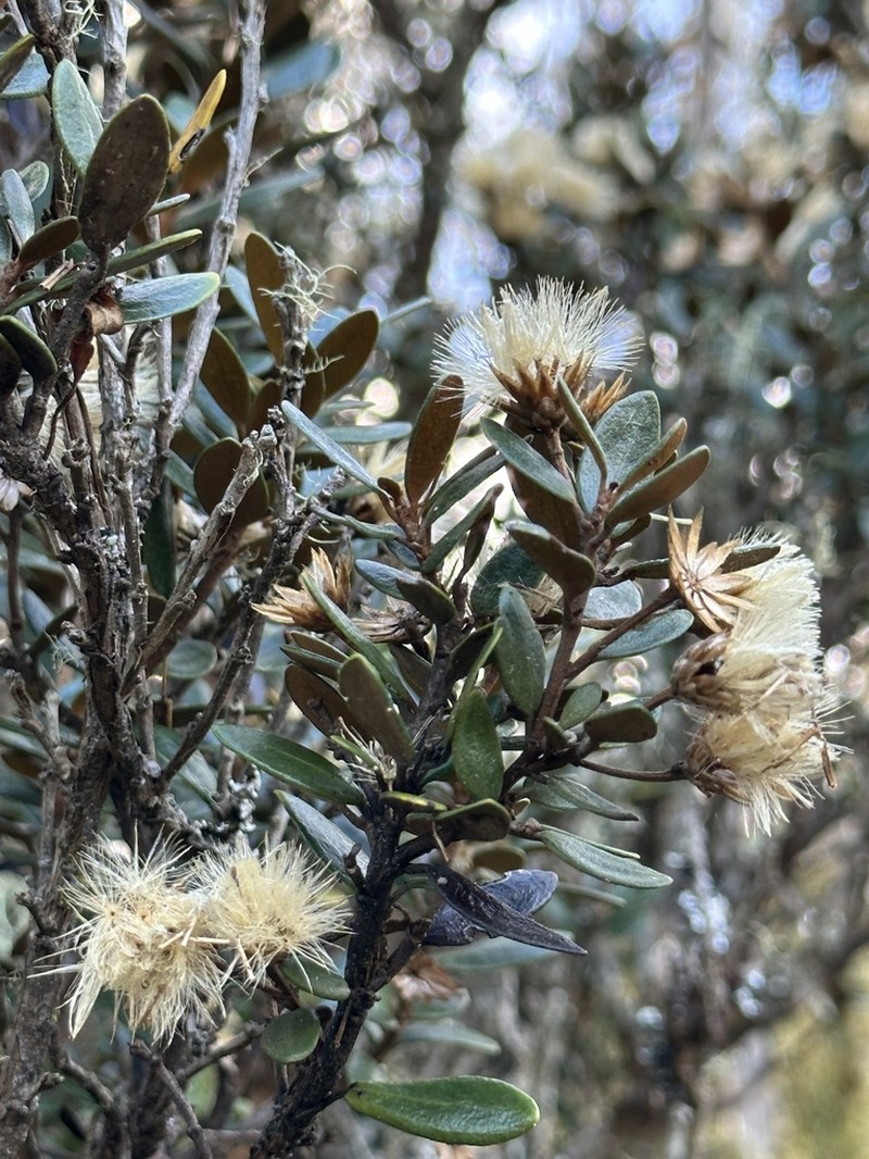 Olearia tasmanica photo 2