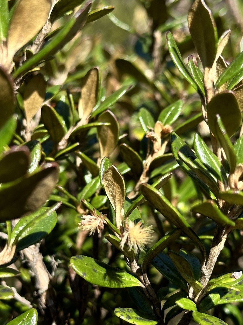 Olearia tasmanica photo 3
