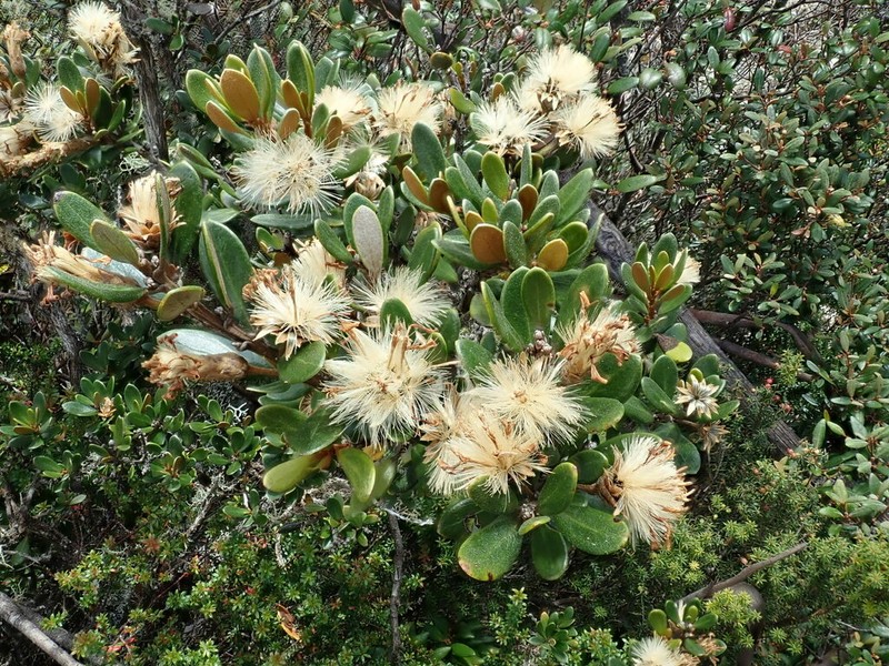 Olearia tasmanica photo 4