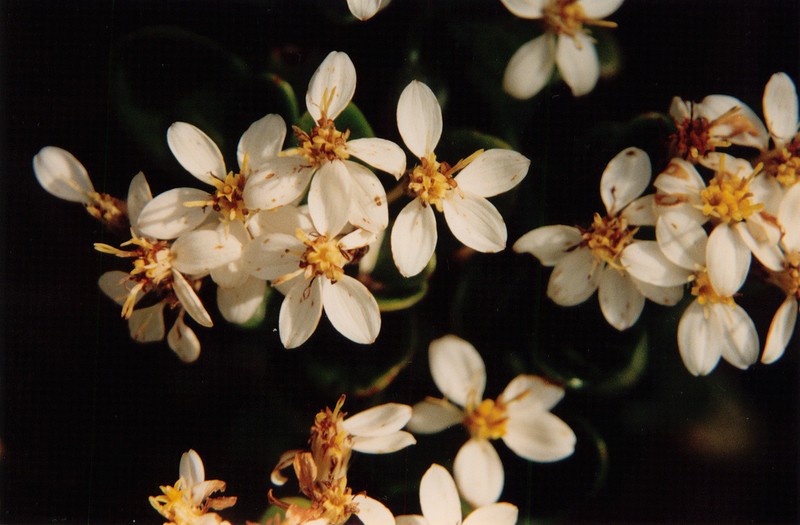Olearia tasmanica photo 5