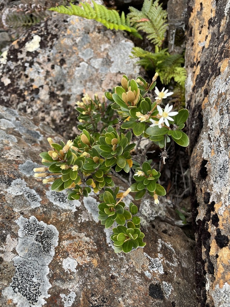 Olearia tasmanica photo 6