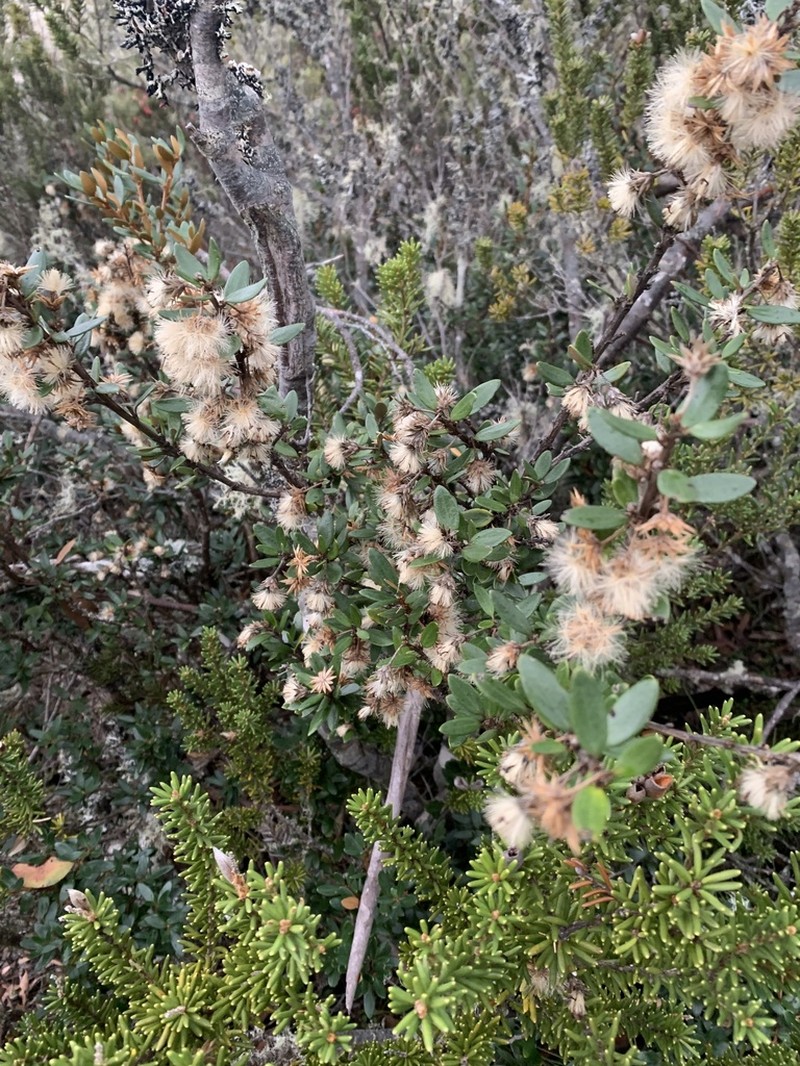 Olearia tasmanica photo 7