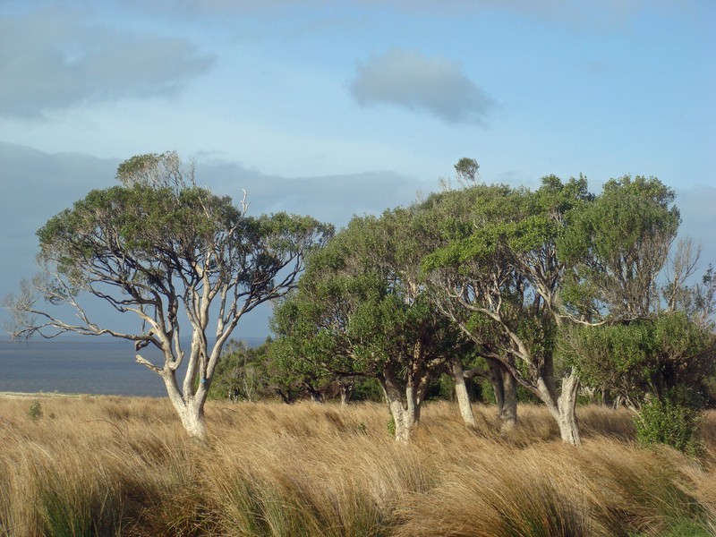 Olearia telmatica
