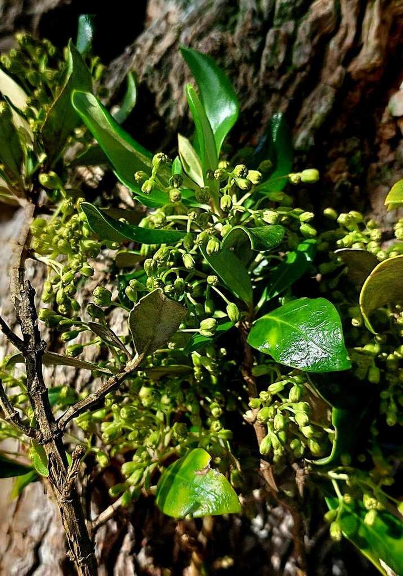 Olearia telmatica photo 3