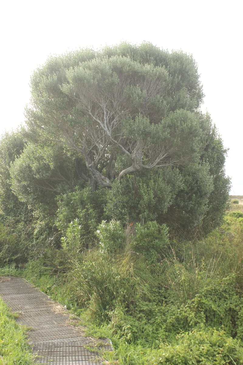 Olearia telmatica photo 5