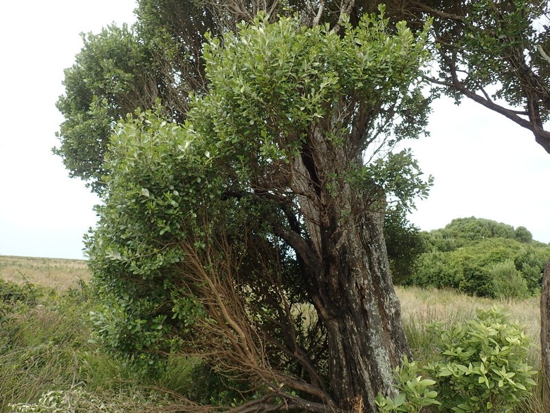 Olearia telmatica photo 6