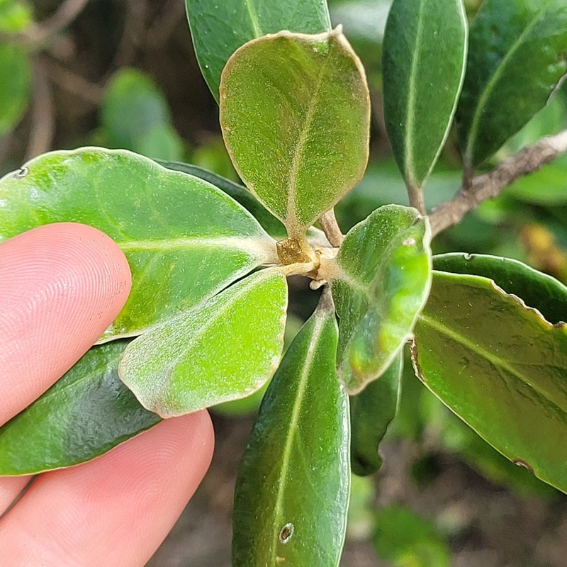 Olearia telmatica photo 7