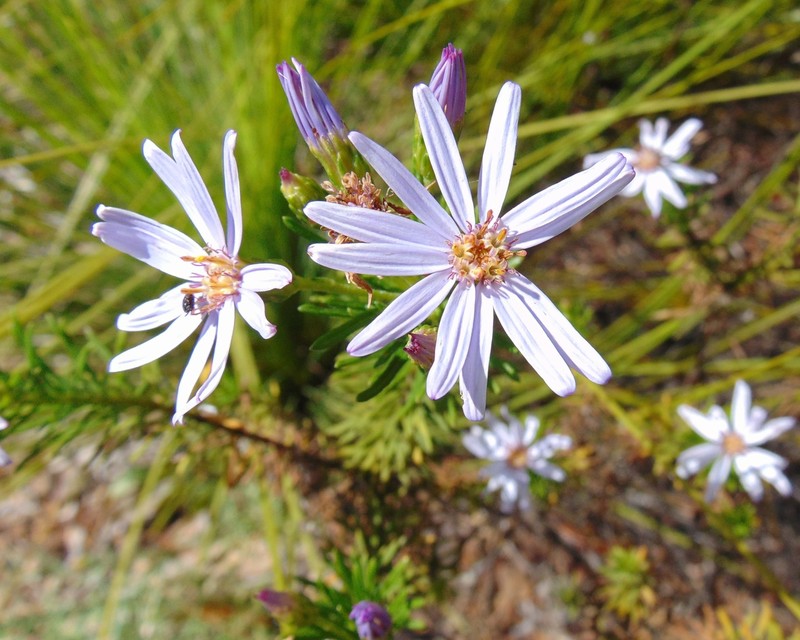 Olearia tenuifolia