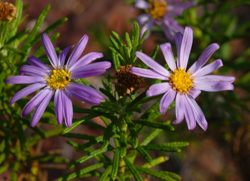Olearia tenuifolia photo 2