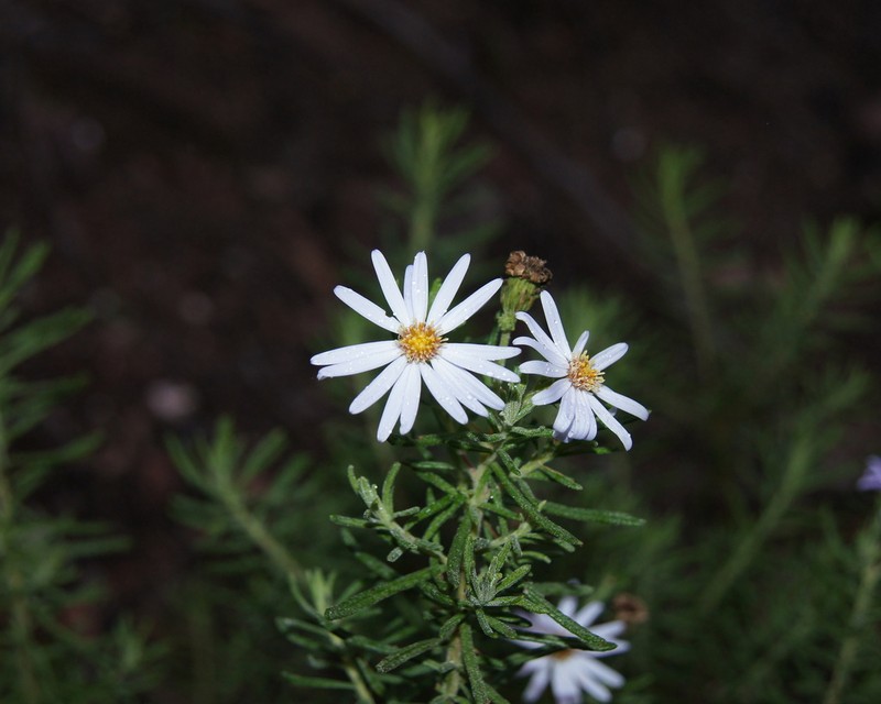 Olearia tenuifolia photo 3