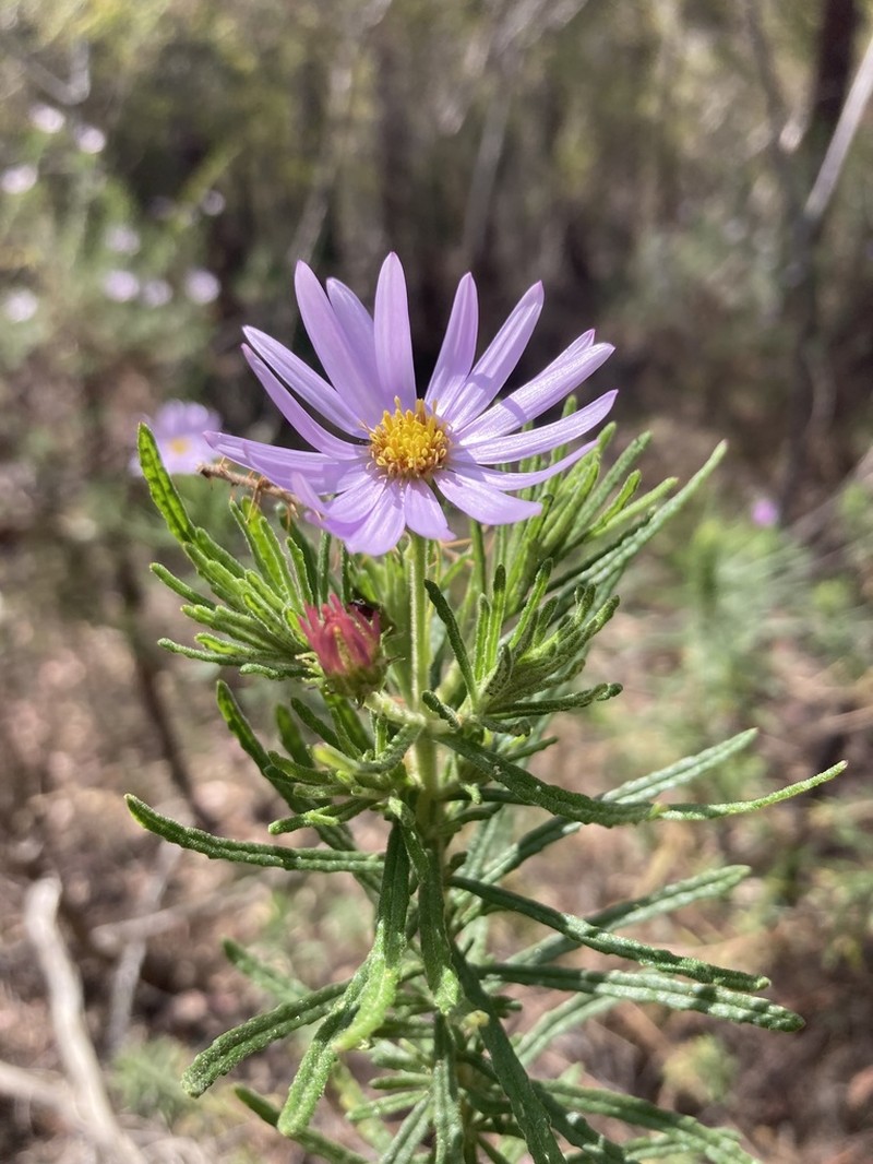 Olearia tenuifolia photo 4