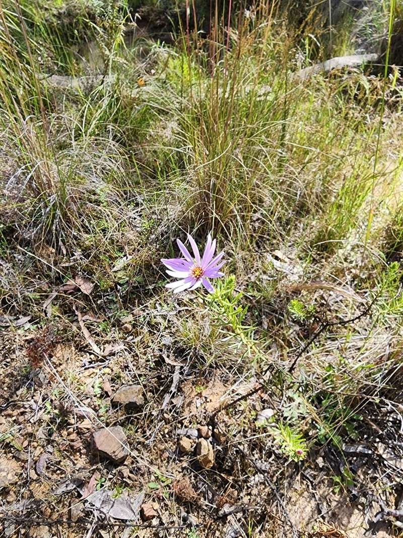 Olearia tenuifolia photo 5