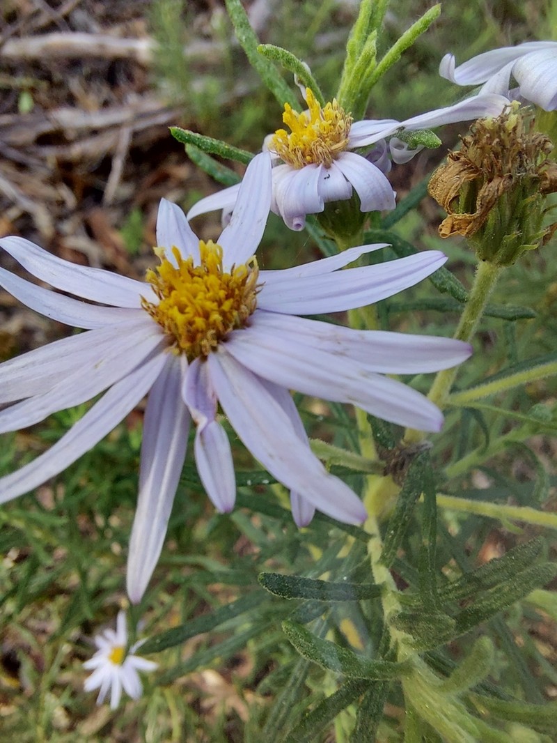 Olearia tenuifolia photo 6