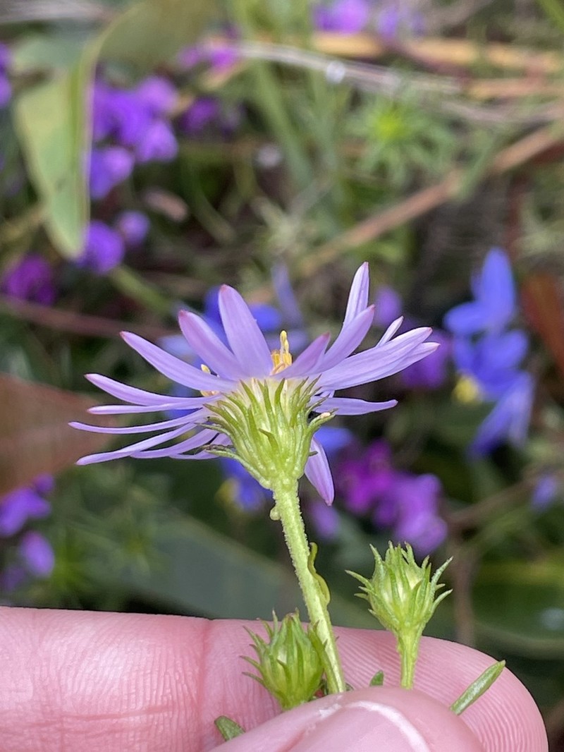 Olearia tenuifolia photo 7