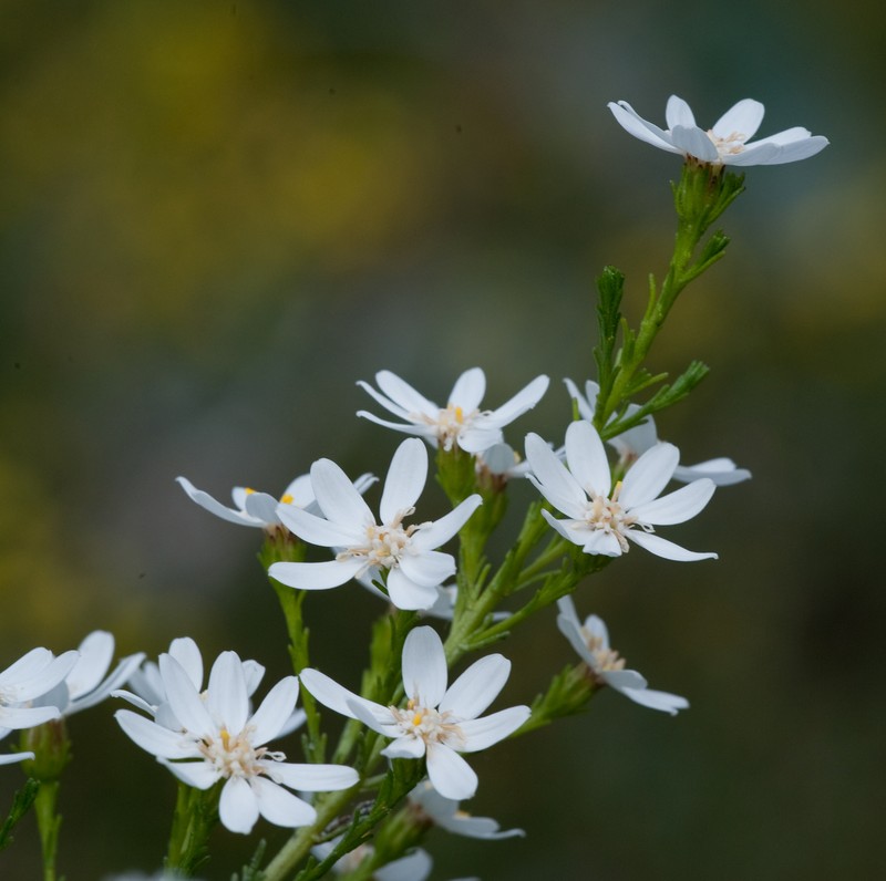 Olearia teretifolia