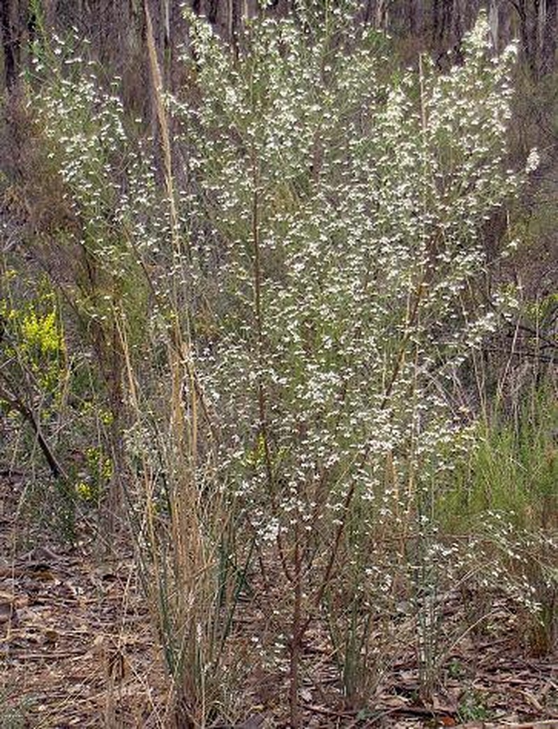 Olearia teretifolia photo 2