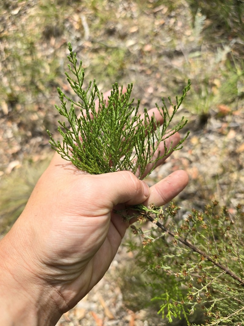 Olearia teretifolia photo 3