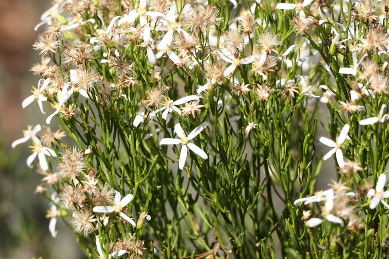 Olearia teretifolia photo 4