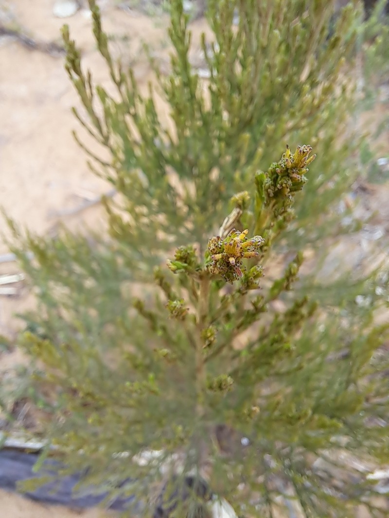 Olearia teretifolia photo 5