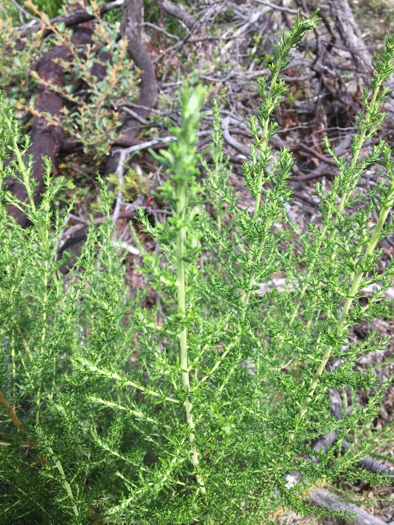 Olearia teretifolia photo 6