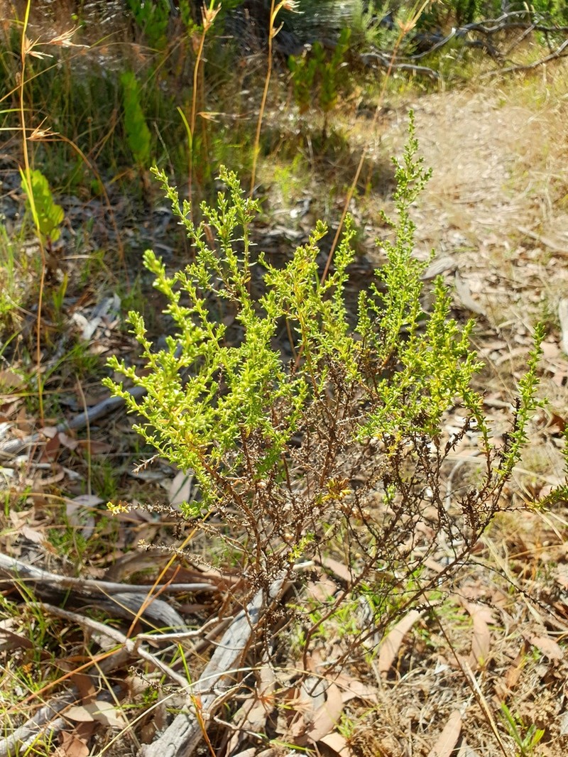 Olearia teretifolia photo 7