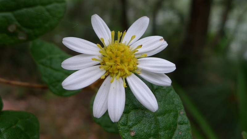 Olearia tomentosa