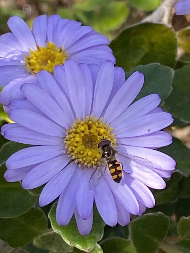 Olearia tomentosa photo 2
