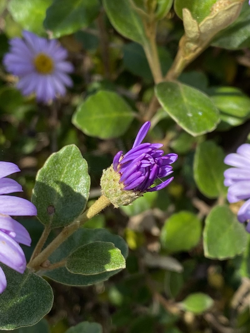 Olearia tomentosa photo 3