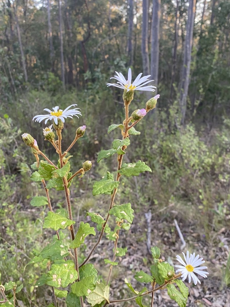 Olearia tomentosa photo 4