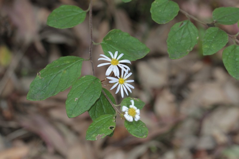 Olearia tomentosa photo 6