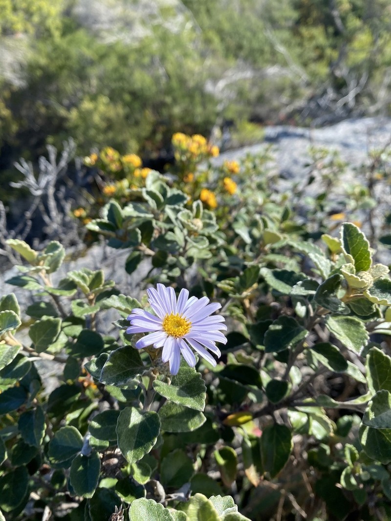 Olearia tomentosa photo 7