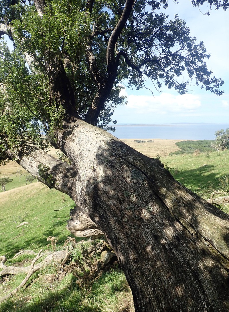 Olearia traversiorum photo 3
