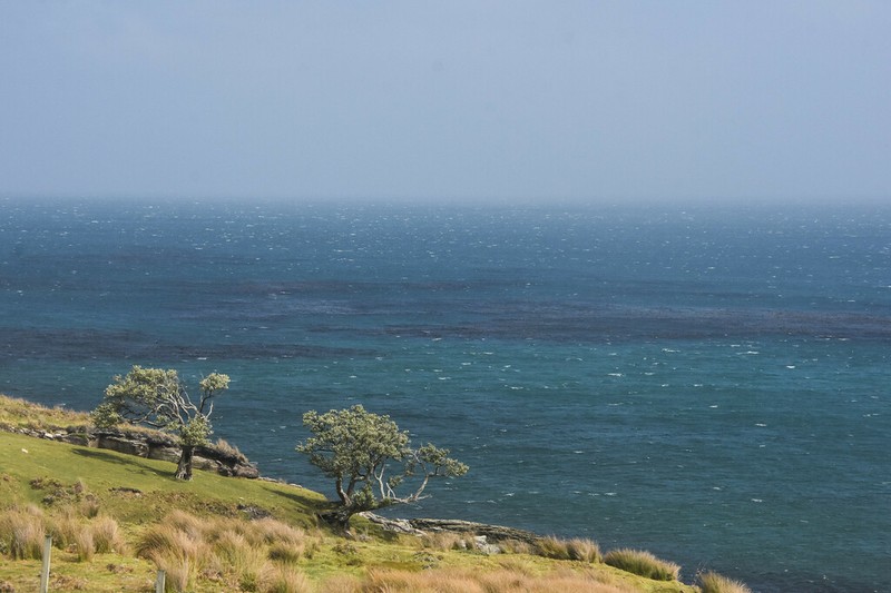Olearia traversiorum photo 4