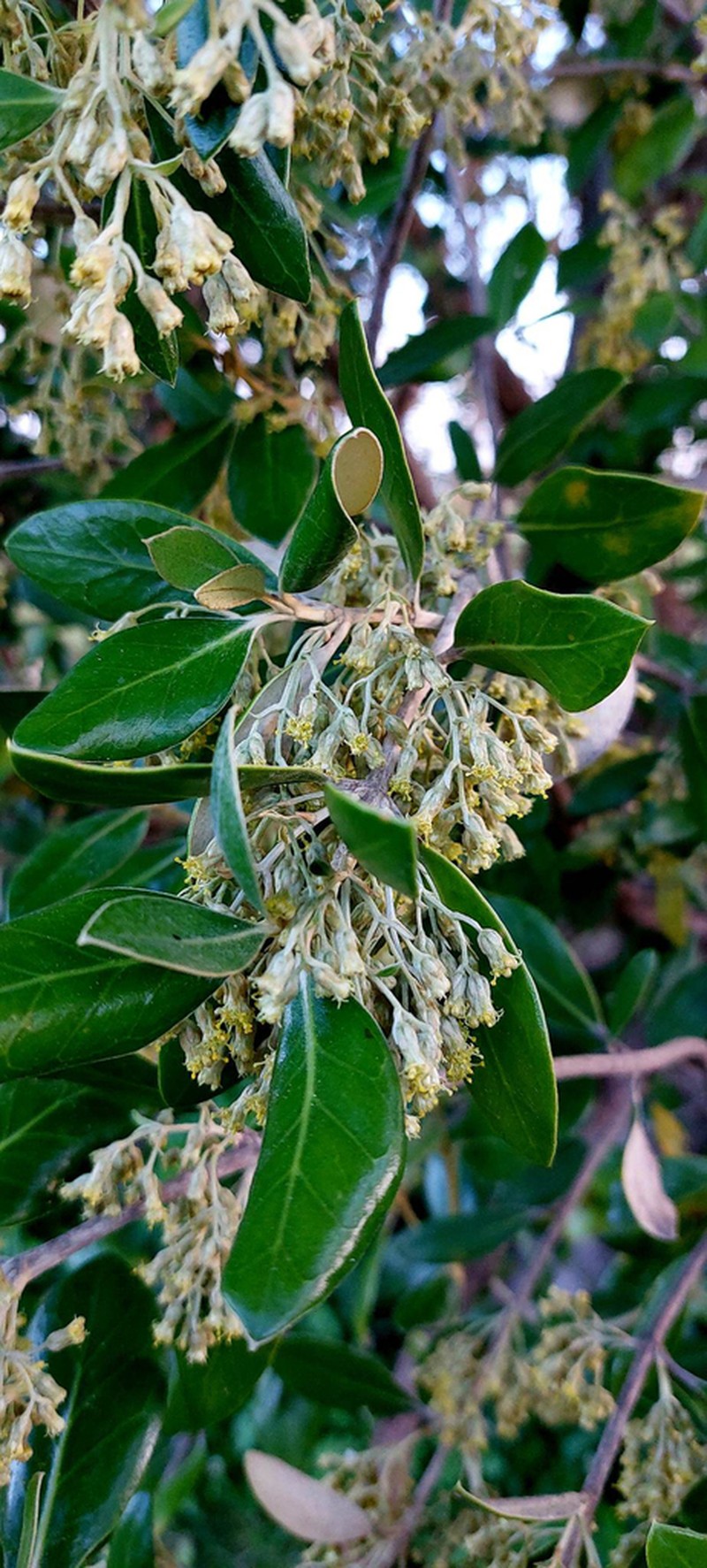 Olearia traversiorum photo 5