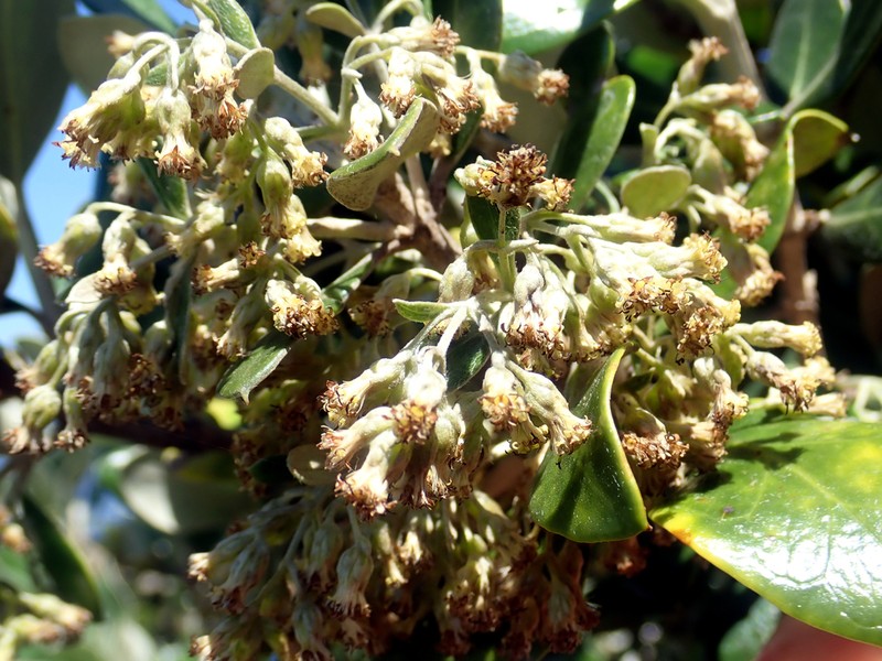 Olearia traversiorum photo 6