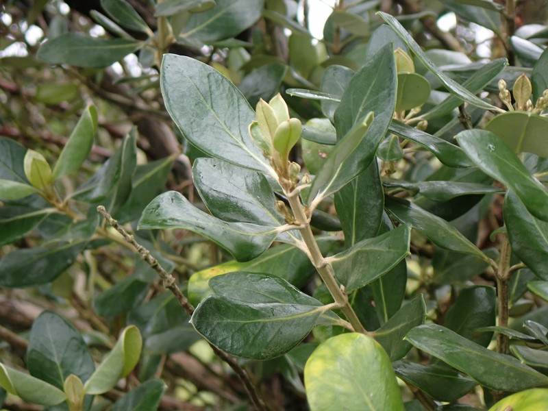 Olearia traversiorum photo 7