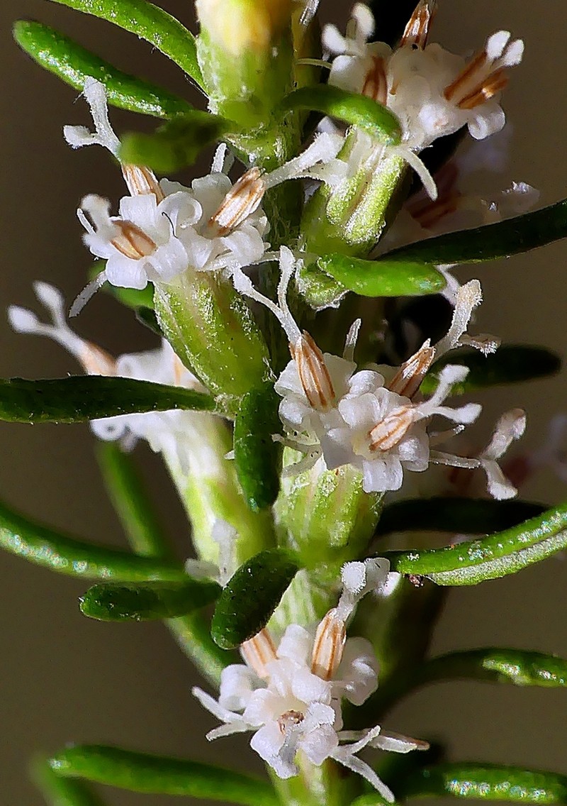 Olearia tubuliflora photo 2