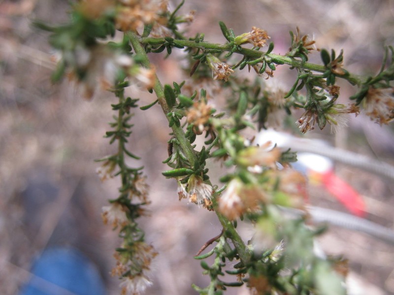 Olearia tubuliflora photo 3