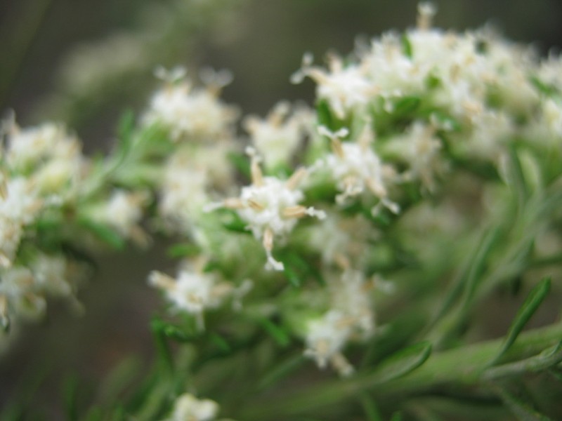 Olearia tubuliflora photo 4