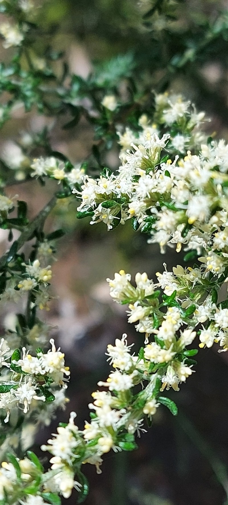 Olearia tubuliflora photo 5
