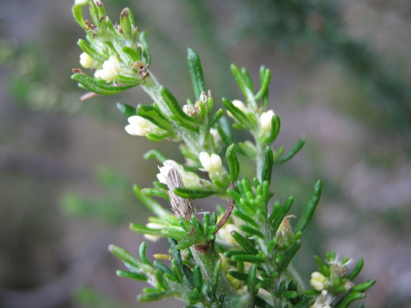 Olearia tubuliflora photo 6