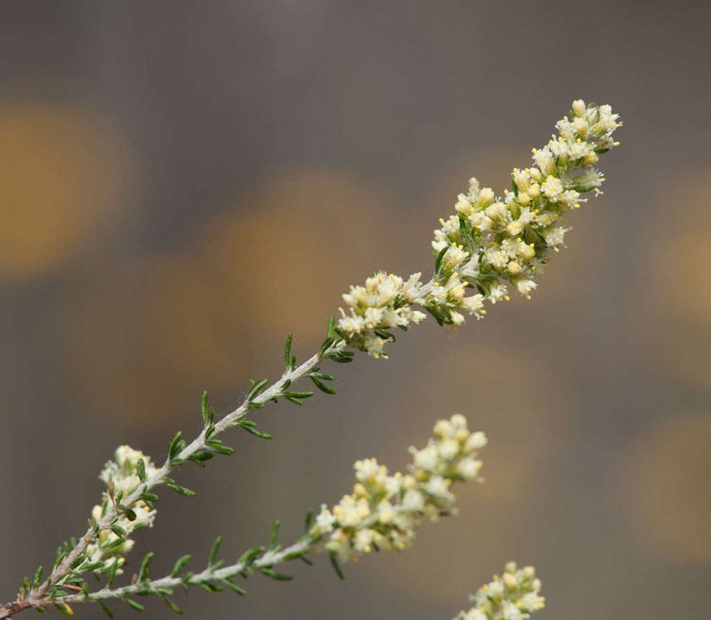 Olearia tubuliflora photo 7