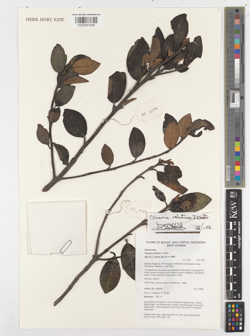Olearia velutina