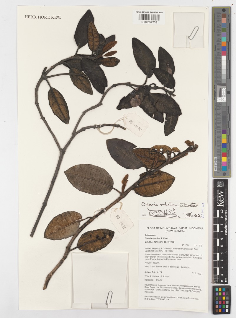 Olearia velutina photo 2