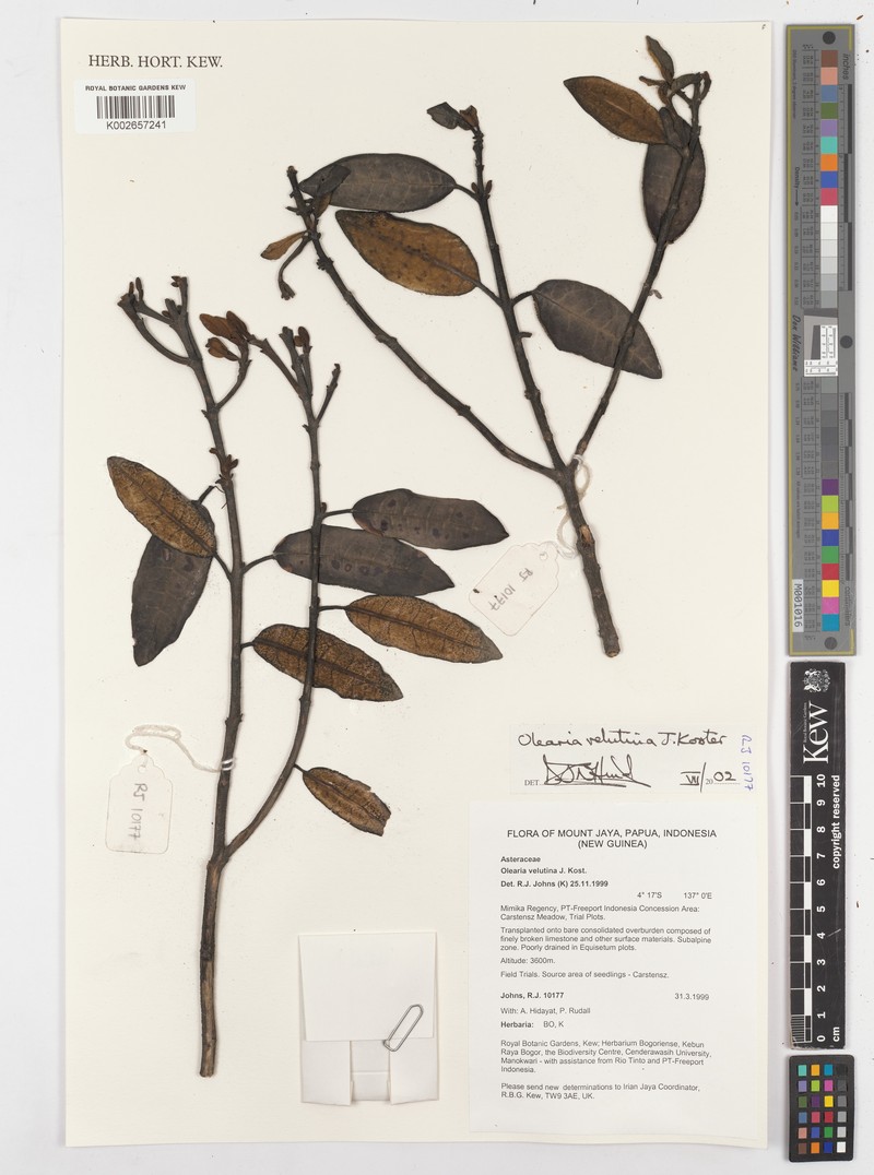 Olearia velutina photo 3