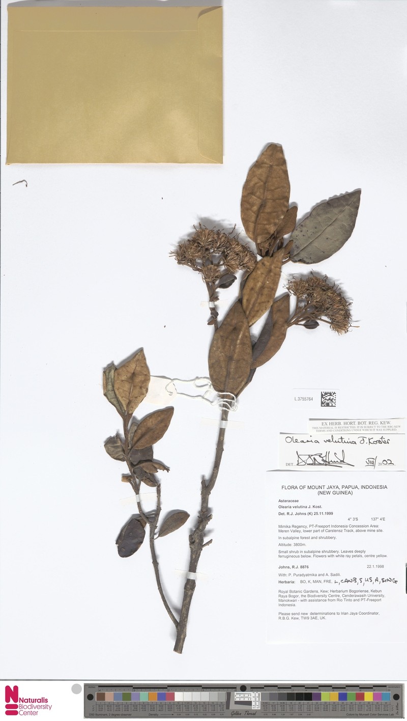 Olearia velutina photo 4