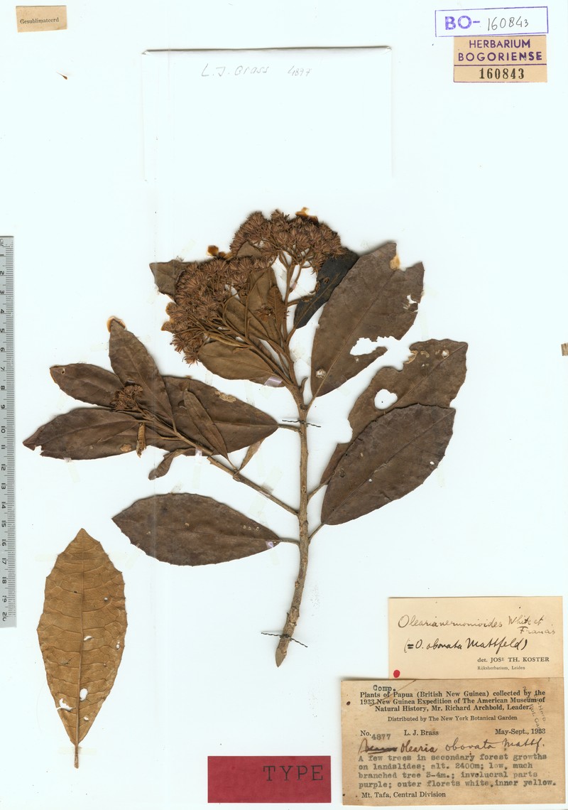 Olearia vernonioides