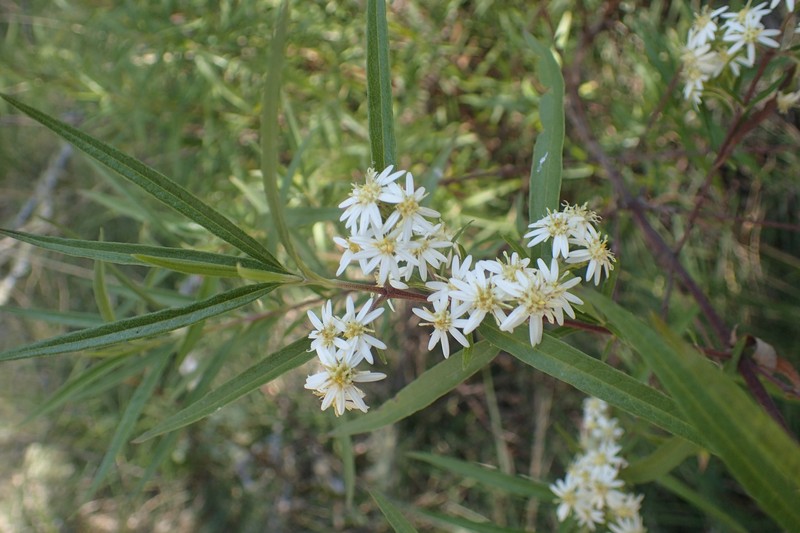 Olearia viscidula