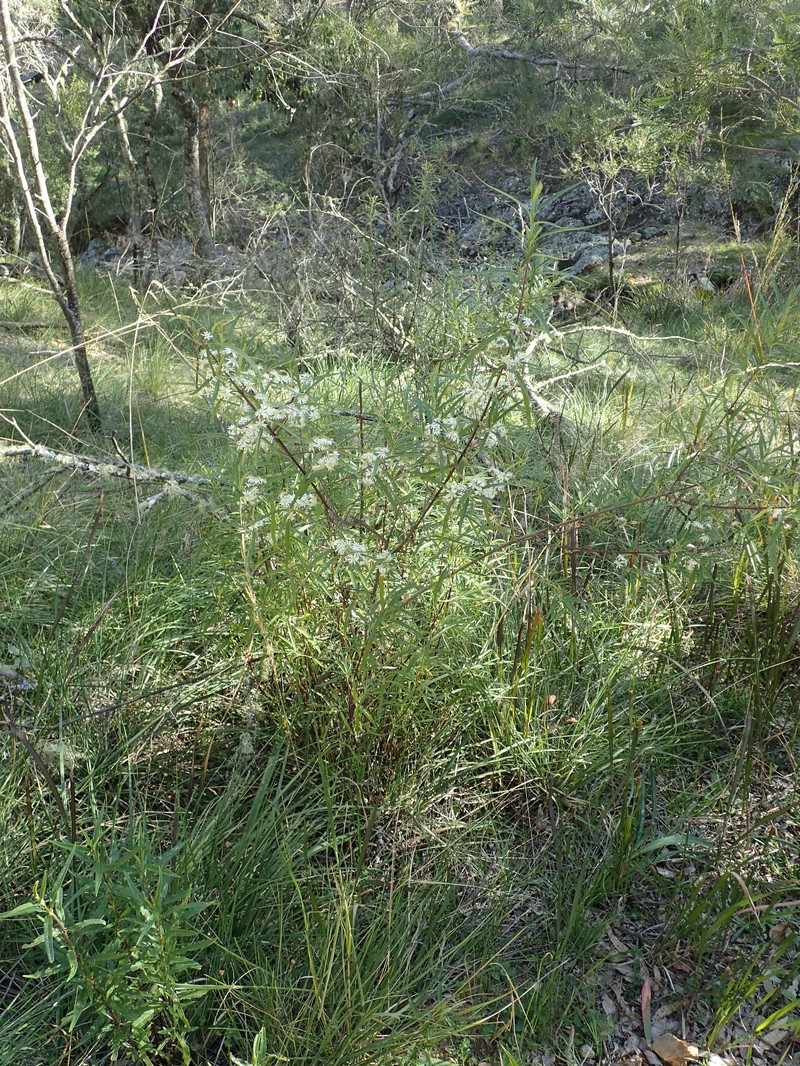 Olearia viscidula photo 2