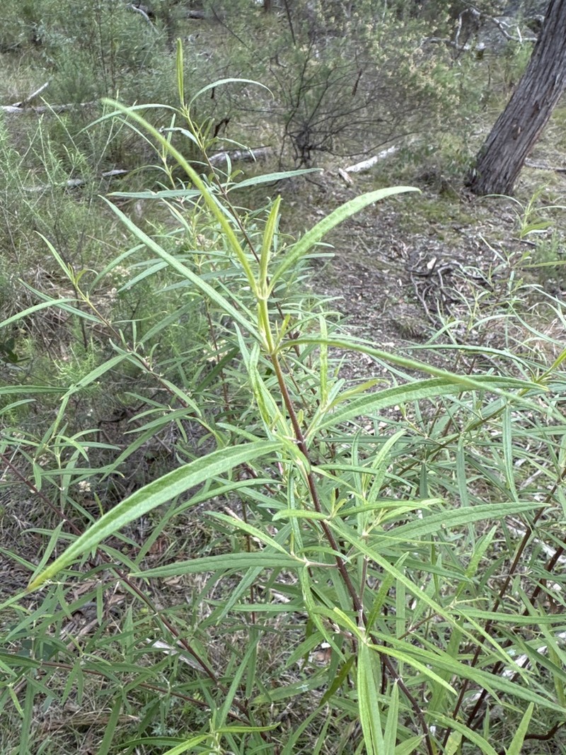 Olearia viscidula photo 3